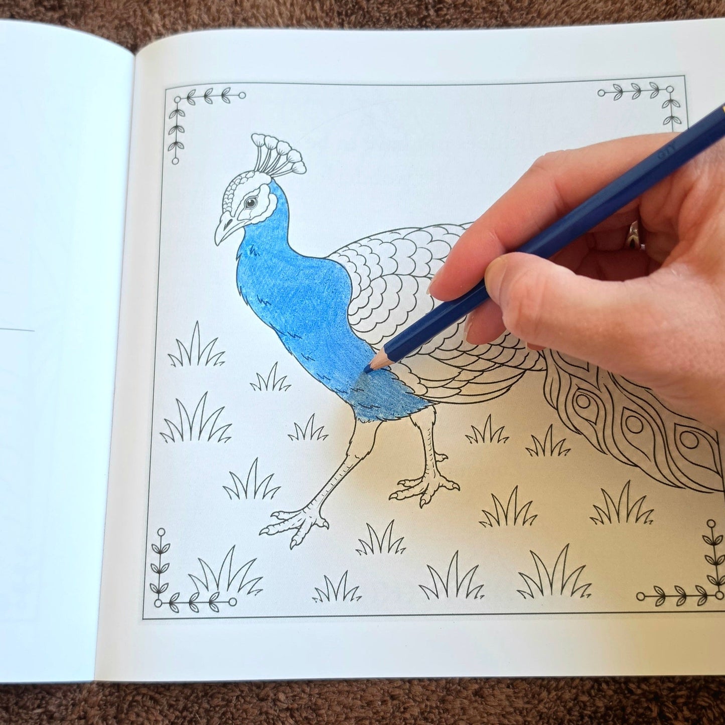 A hand holding a blue pencil is coloring a peacock illustration in an open coloring book, placed on a brown textured fabric background.